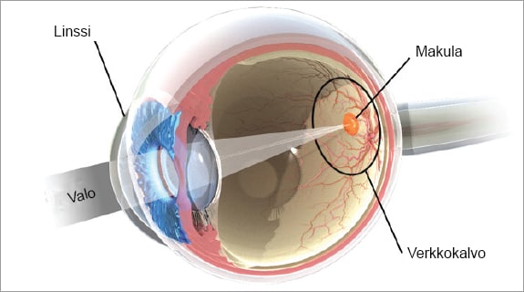 silmän rakenne ja makula