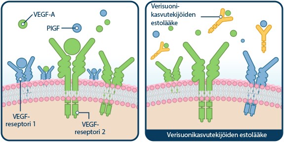 verisuonikasvutekijoiden estolääke